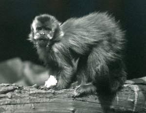 Een bruine of getufte kapucijnaap in de London Zoo, juli 1914 door Frederick William Bond